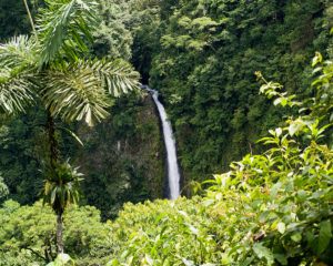 costa rica jungle